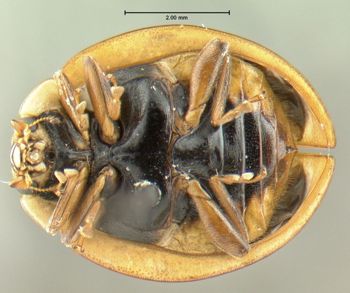 Media type: image;   Entomology 602362 Aspect: habitus ventral view